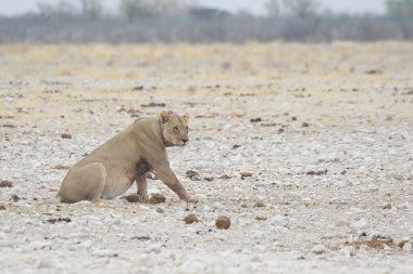 Etoşa, namibya çölünde bir aslan yürüyor.