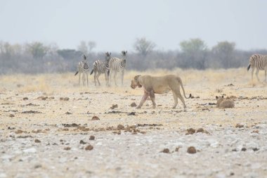 Afrikalı vahşi hayvanlar. Vahşi hayvanlar doğada