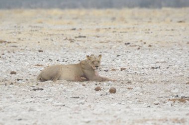 Vahşi beyaz kutup ayıları doğal ortamdalar.