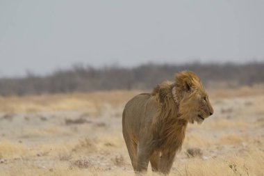 Aslan savanada yürüyor