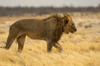 Aslan vahşi Afrika 'da