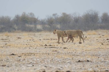 Afrika bozkırlarında bir grup aslan.