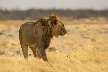 Afrika aslanı (panthera leo) erkek kruger parkında