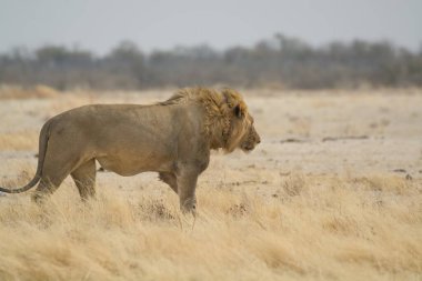 african lion in etosha national park namibia