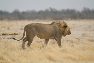 Kenya çölünde bir aslan