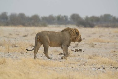 Savanadaki vahşi aslanlar