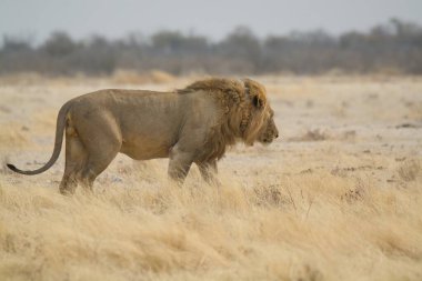 Kenya savanındaki aslan