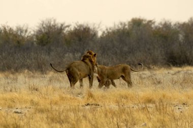 Etoşa Ulusal Parkı 'ndaki vahşi Afrika aslanları.