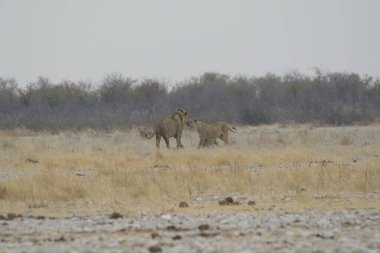 Savanadaki bir grup vahşi hayvan.