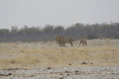 Namibya ovasında yürüyen genç vahşi filler..