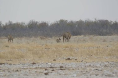 Savanadaki bir grup hayvan.