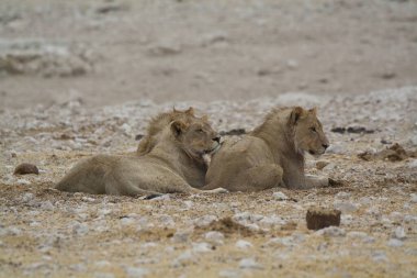 Etoşa Ulusal Parkı, Namibya 'da beyaz aslanlar