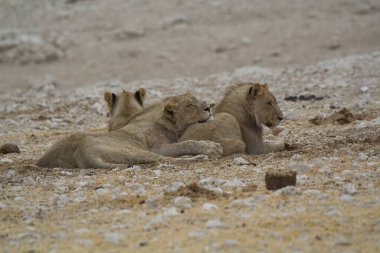 Çölde bir grup aslan.