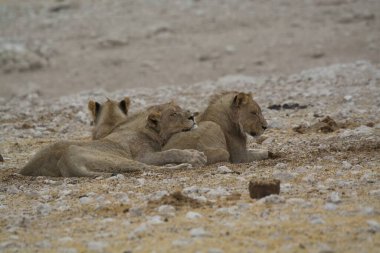 Yerdeki bir aslanın yakın çekimi.