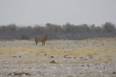 Namibya 'daki Etoşa Milli Parkı' nda aslan.