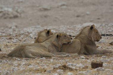 Etoşa Ulusal Parkı 'ndaki aslan ailesi.