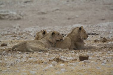 Çölde bir çift aslan.