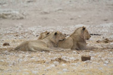 Çölde bir çift aslan.