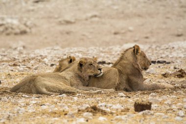 Afrika aslanı, Panthera aslanı, erkek, yetişkin, anne, aslan, yavru, namibya, Afrika