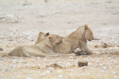 Aslan etkin, Namibia