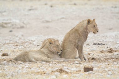 Namibya 'da vahşi bir aslan