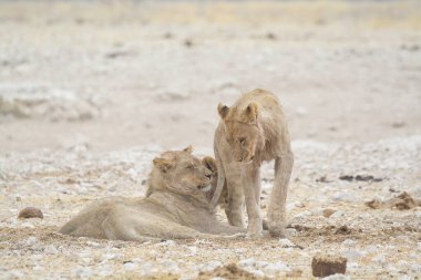 Çöldeki aslan, namibya