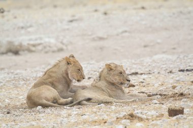 Savanadaki şirin bir aslanın yakın plan fotoğrafı.
