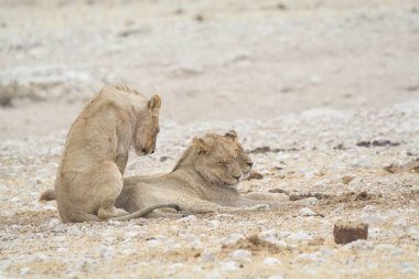 Çöldeki aslan ailesi.