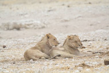 Etoşa Ulusal Parkı 'nın kumlarında iki genç aslan, namibya