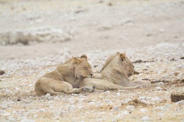 İki beyaz erkek ve dişi aslan, sha sha 'nın ortasında kumların üzerinde dinleniyorlar.