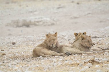 Namibya 'da iki aslan