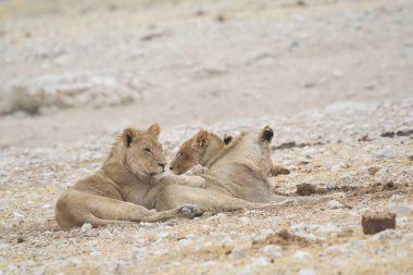 Etoşa 'da beyaz aslanlar