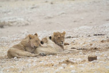 Etoşa 'daki aslan yavruları
