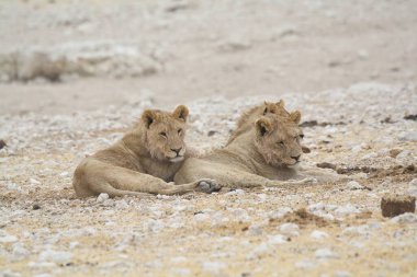 Etoşa 'da iki aslan.