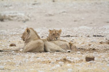 Çölde bir grup vahşi aslan.