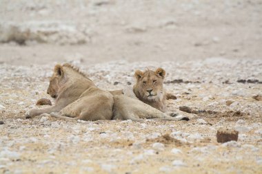 Kumda genç beyaz bir aslan