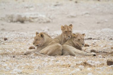 Etoşa Ulusal Parkı 'nda dinlenen beyaz aslanlar, Namibya