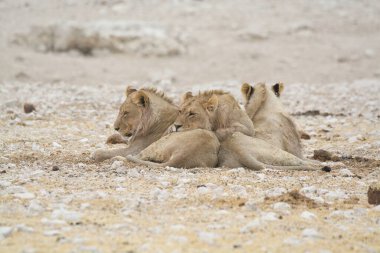 Namibya 'daki çölde bir grup aslan.