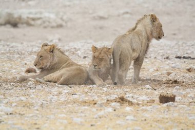 Genç beyaz aslan çölde oynuyor.