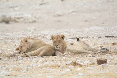 Kumlu kumda dinlenen sevimli bir aslanın yakın çekimi.