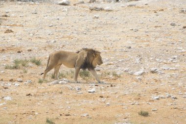 Afrika bozkırında vahşi bir aslan