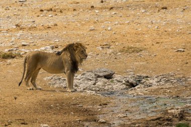 Etoşa, namibya çölünde erkek bir dişi aslan.