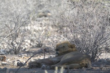 Aslan ölü toprakta dinleniyor.