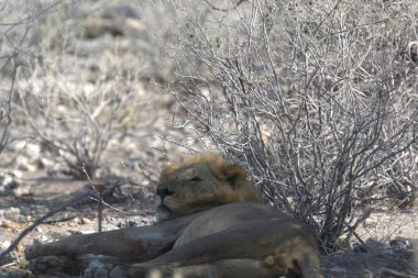 Güney Afrika 'daki Kruger Ulusal Parkı' ndaki aslanlar.