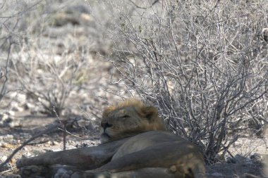 Afrika 'da vahşi doğada güzel bir aslan