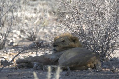 Erkek aslan kumda yatıyor.