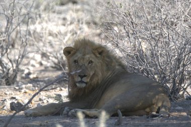 Afrika 'nın güneyindeki Kruger Ulusal Parkı' nda erkek aslan. Felidae familyasından Specie Panthera Leo.