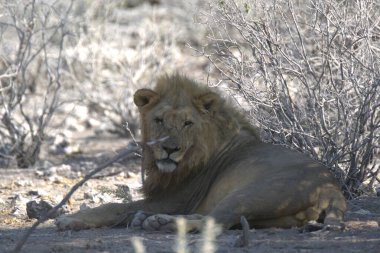 Güney Afrika 'daki Kruger Ulusal Parkı' nda aslan var.