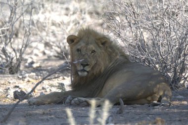 Kenya savanındaki erkek aslan.