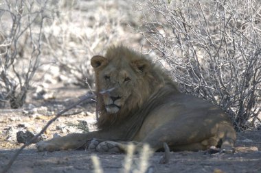Güney Afrika 'daki Kruger Ulusal Parkı' nda aslan var.